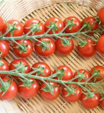 Immagine Ricetta